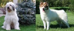 Mioritic Sheepdog vs Canadian Eskimo Dog - Breed Comparison