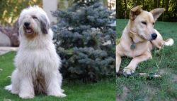 Mioritic Sheepdog vs Carolina Dog - Breed Comparison