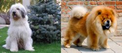 Mioritic Sheepdog vs Chow Chow - Breed Comparison