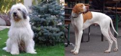 Mioritic Sheepdog vs English Pointer - Breed Comparison