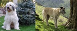 Mioritic Sheepdog vs Lurcher - Breed Comparison
