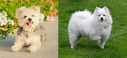 Morkie vs American Eskimo Dog - Breed Comparison