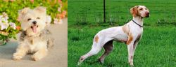Morkie vs Ariege Pointer - Breed Comparison