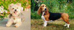 Morkie vs Basset Artesien Normand - Breed Comparison