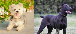 Morkie vs Canis Panther - Breed Comparison