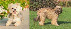 Morkie vs Catalan Sheepdog - Breed Comparison