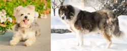 Morkie vs Caucasian Shepherd - Breed Comparison