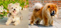 Morkie vs Chow Chow - Breed Comparison