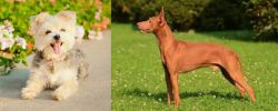 Morkie vs Cirneco dell'Etna - Breed Comparison