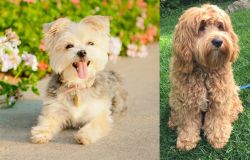 Morkie vs Cockapoo - Breed Comparison