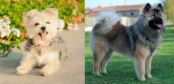 Morkie vs Eurasier - Breed Comparison