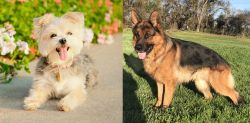 Morkie vs German Shepherd - Breed Comparison