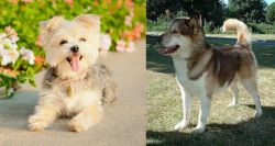 Morkie vs Greenland Dog - Breed Comparison