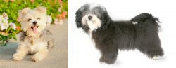 Morkie vs Havanese - Breed Comparison