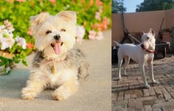 Morkie vs Indian Bull Terrier - Breed Comparison