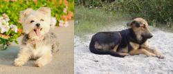 Morkie vs Indian Pariah Dog - Breed Comparison