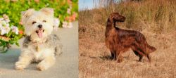 Morkie vs Irish Setter - Breed Comparison