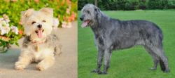 Morkie vs Irish Wolfhound - Breed Comparison