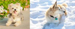 Morkie vs Labrador Husky - Breed Comparison