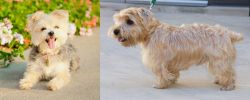 Morkie vs Lucas Terrier - Breed Comparison