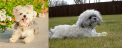 Morkie vs Mal-Shi - Breed Comparison