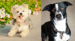Morkie vs McNab - Breed Comparison