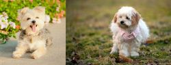 Morkie vs West Highland White Terrier - Breed Comparison