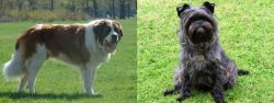 Moscow Watchdog vs Affenpinscher - Breed Comparison
