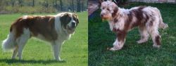 Moscow Watchdog vs Aussie Doodles - Breed Comparison