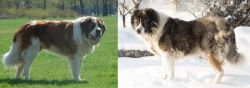 Moscow Watchdog vs Caucasian Shepherd - Breed Comparison