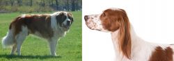 Moscow Watchdog vs Irish Red and White Setter - Breed Comparison