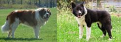Moscow Watchdog vs Karelian Bear Dog - Breed Comparison