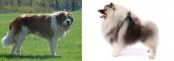 Moscow Watchdog vs Keeshond - Breed Comparison
