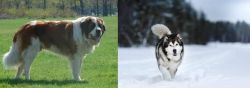 Moscow Watchdog vs Siberian Husky - Breed Comparison