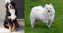 Mountain Burmese vs American Eskimo Dog - Breed Comparison