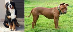 Mountain Burmese vs American Pit Bull Terrier - Breed Comparison