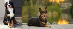 Mountain Burmese vs Australian Kelpie - Breed Comparison