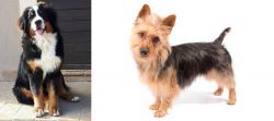 Mountain Burmese vs Australian Terrier - Breed Comparison