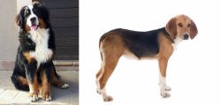 Mountain Burmese vs Beagle-Harrier - Breed Comparison