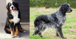 Mountain Burmese vs Blue Picardy Spaniel - Breed Comparison