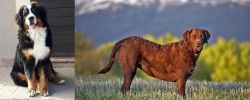 Mountain Burmese vs Chesapeake Bay Retriever - Breed Comparison