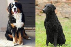Mountain Burmese vs Curly Coated Retriever - Breed Comparison