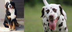 Mountain Burmese vs Dalmatian - Breed Comparison
