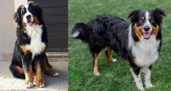 Mountain Burmese vs English Shepherd - Breed Comparison