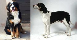 Mountain Burmese vs Francais Blanc et Noir - Breed Comparison