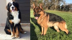 Mountain Burmese vs German Shepherd - Breed Comparison