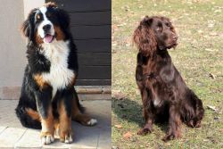 Mountain Burmese vs German Spaniel - Breed Comparison