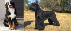 Mountain Burmese vs Giant Schnauzer - Breed Comparison