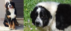 Mountain Burmese vs Greek Sheepdog - Breed Comparison