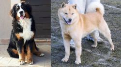 Mountain Burmese vs Hokkaido - Breed Comparison